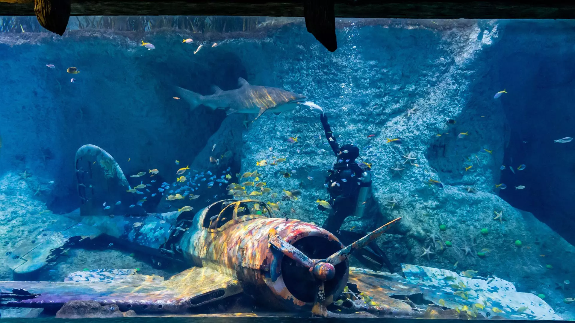 National Aquarium Abu Dhabi  - Photo 25