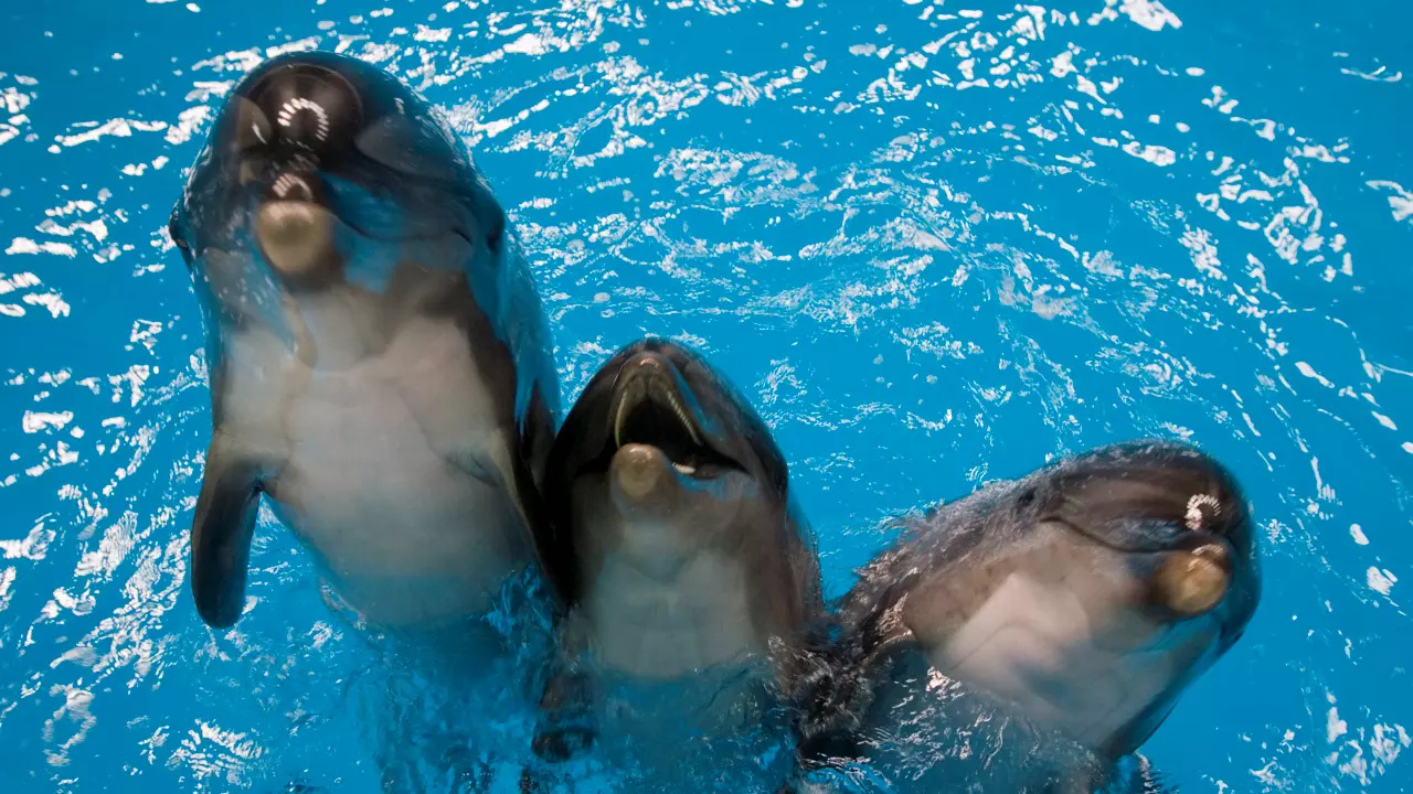 Dubai Dolphinarium - Photo 2