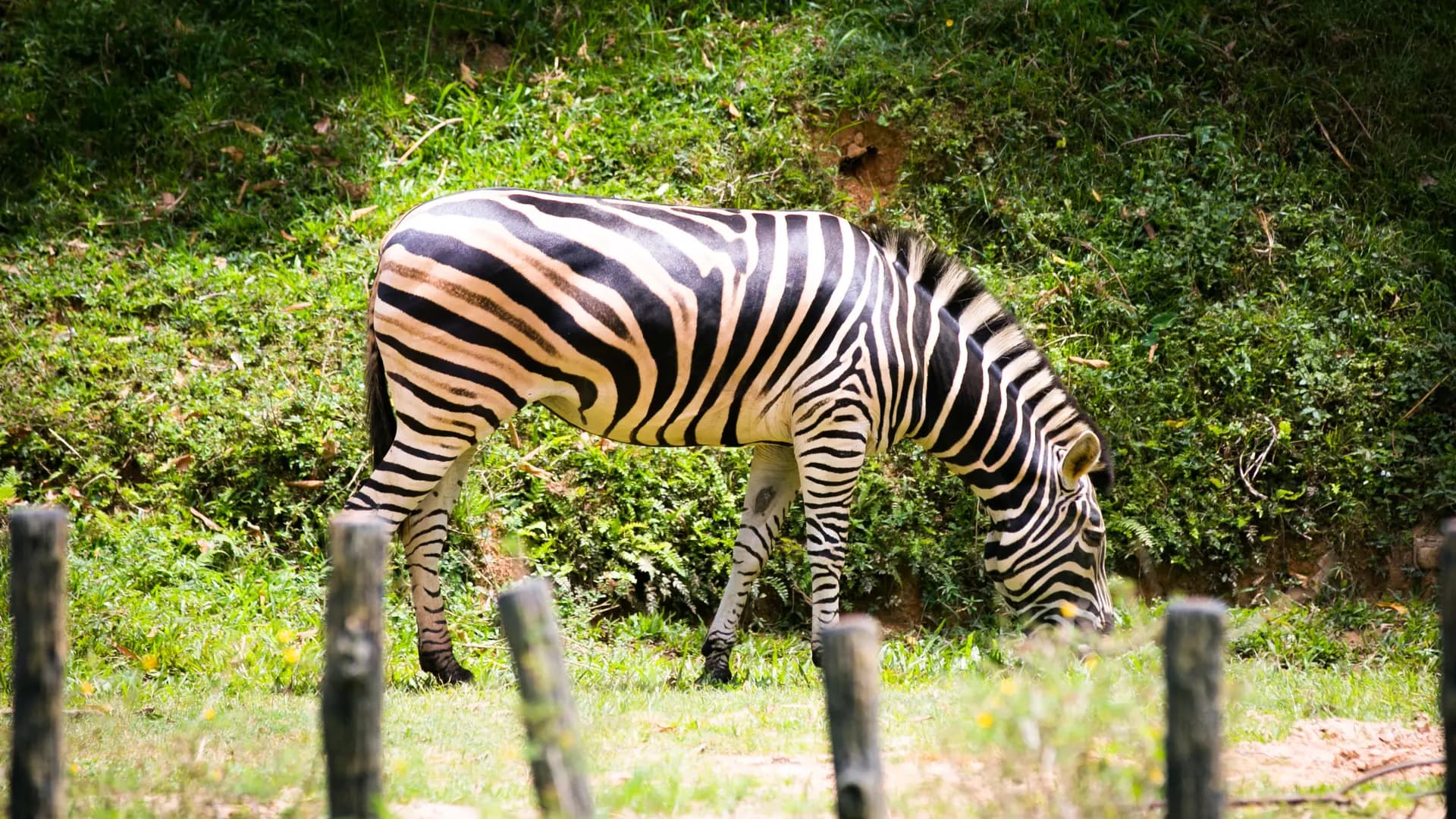 Zoo Negara Malaysia & & Panda Conservation Centre Ticket - Photo 44
