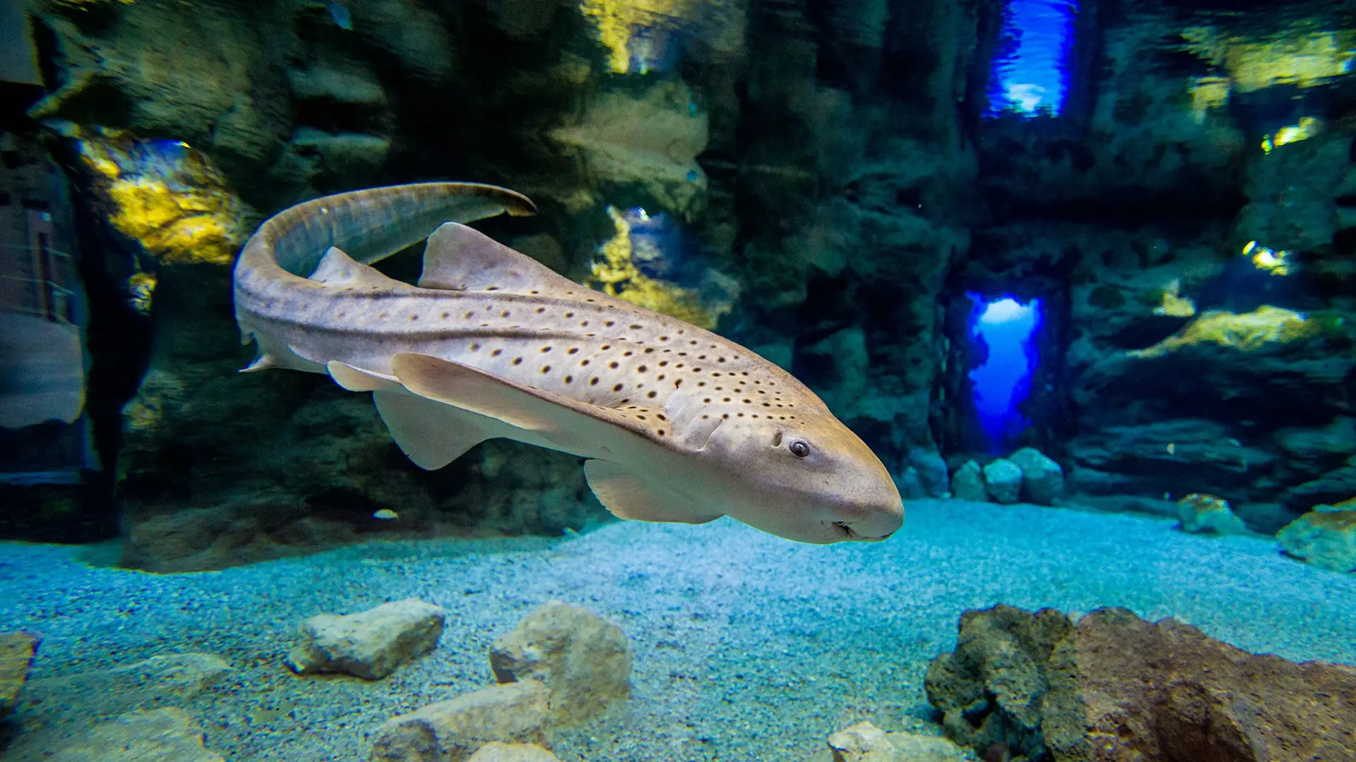 Poema del Mar - Aquarium Gran Canaria: Skip The Line Ticket - Photo 14