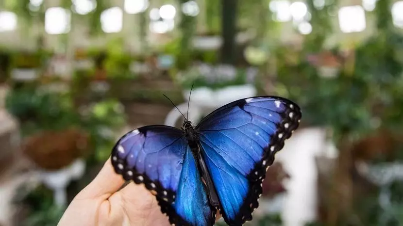 Dubai Butterfly Garden - Photo 2