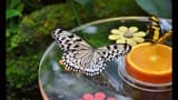 Dubai Butterfly Garden - Photo 7