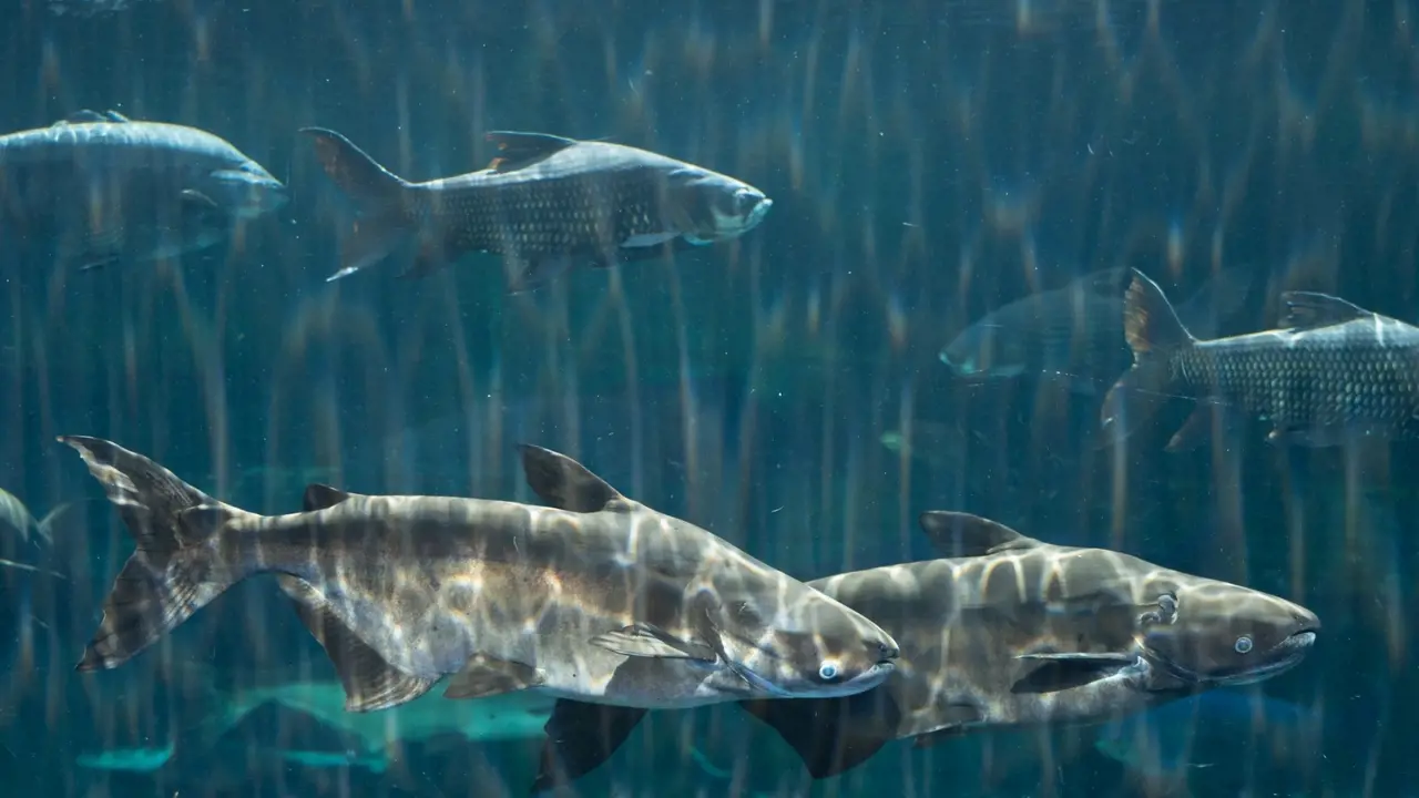 Aquaria Phuket - Photo 25