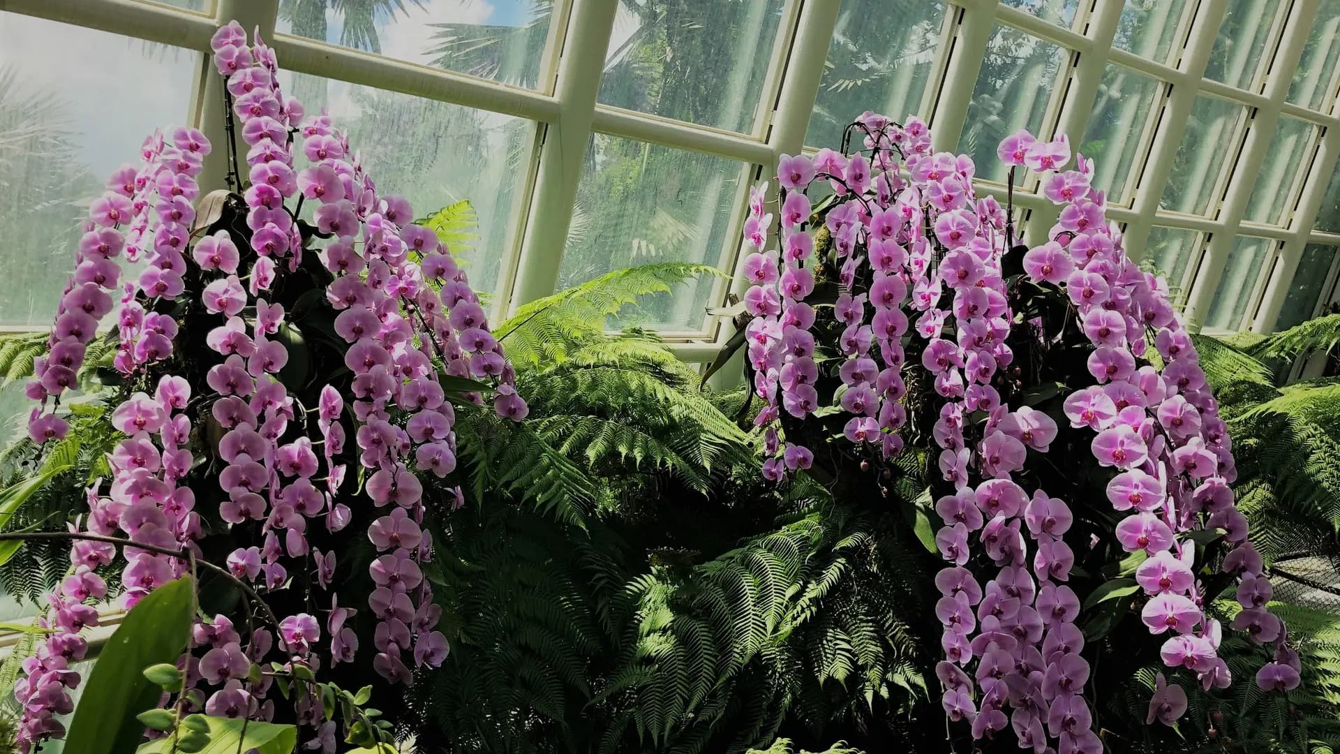 National Orchid Garden Ticket - Photo 26