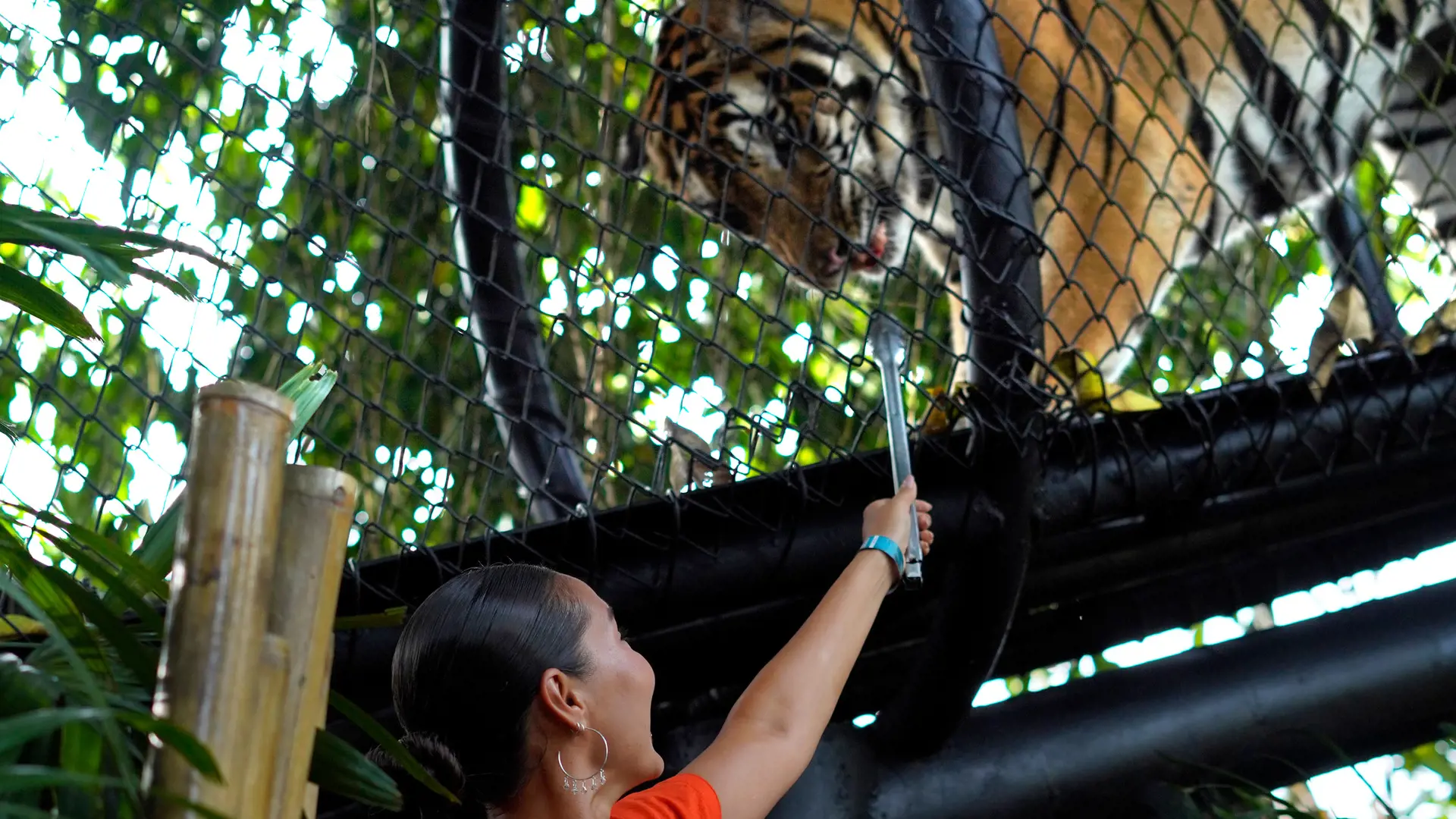 Bali Zoo Ticket - Photo 29